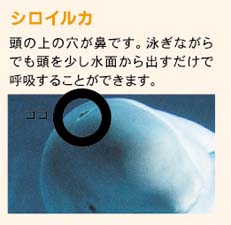 シロイルカ。頭の上の穴が鼻です。泳ぎながらでも頭を少し水面から出すだけで呼吸することができます。